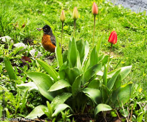 Robin Capturing Worm For Hatchlings