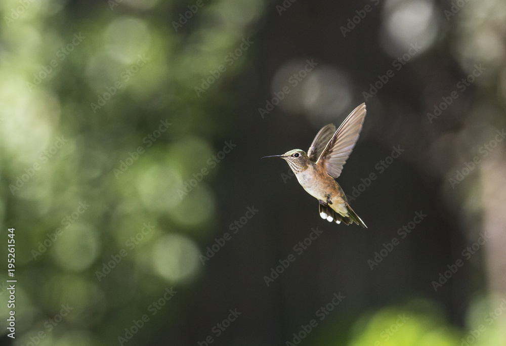 Fototapeta premium Anna's Hummingbird at Feeder