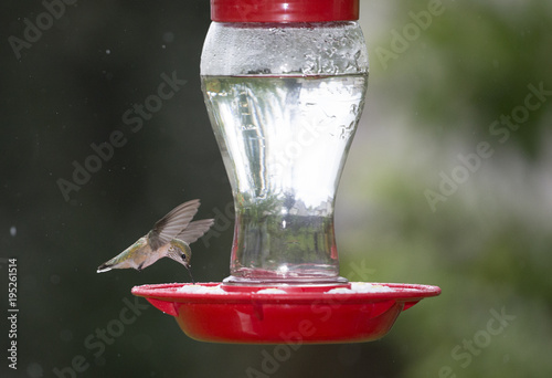 Anna's Hummingbird at Feeder