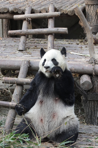 Fototapeta Naklejka Na Ścianę i Meble -  Giant Panda is Eating Bamboo Leaves, China