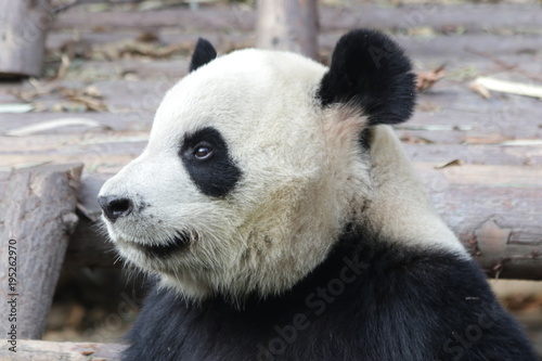 Fototapeta Naklejka Na Ścianę i Meble -  Closed-up Giant Panda's Face in Chengdu Panda Base, China
