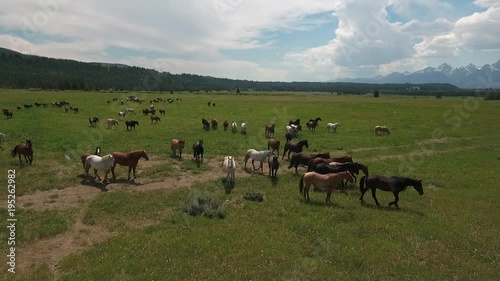 small orbit away from horse tracking left to right with horses Drone aerial 4k, alpine, american west, grand tetons national park, jackson hole, mountains, nature, outdoors, rocky mountains, scenic, t