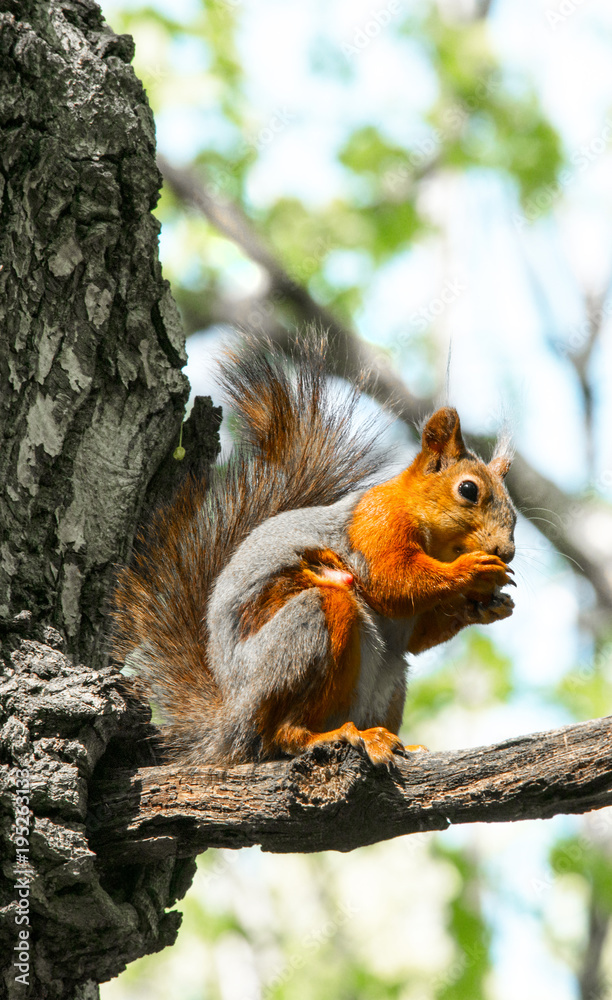 squirrel on tree squirrel on tree