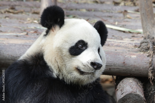 Fototapeta Naklejka Na Ścianę i Meble -  Closed-up Giant Panda Face, Chengdu, China