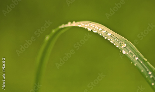 wet grass blade