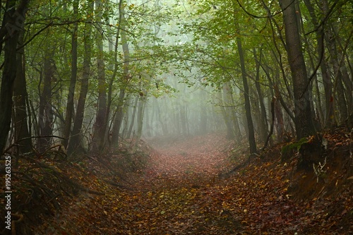 Forest path in mist