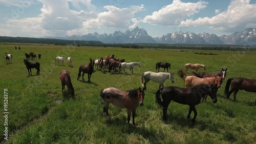 flying over horses low tracking left to right with horses Drone aerial 4k, alpine, american west, grand tetons national park, jackson hole, mountains, nature, outdoors, rocky mountains, scenic, teton 