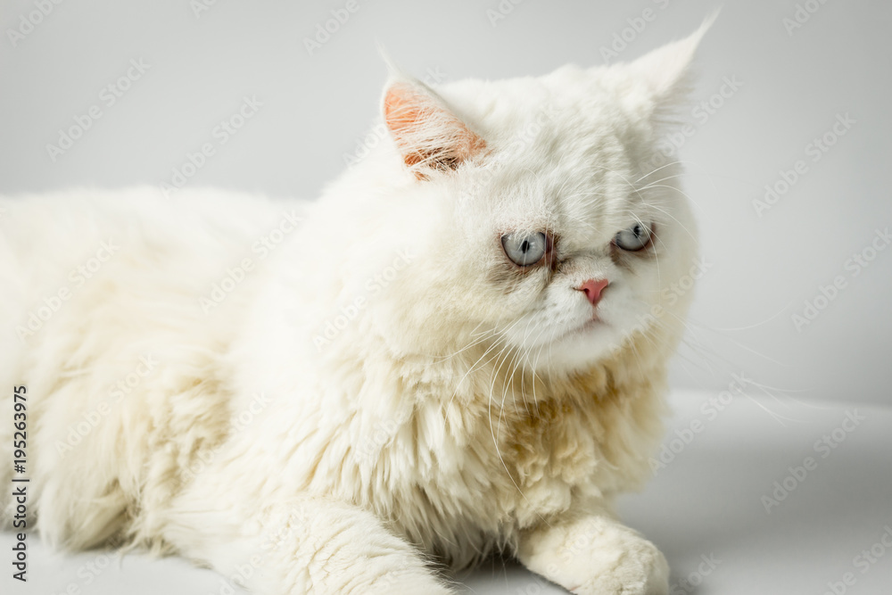 White persian cat with wool that frown on white background.