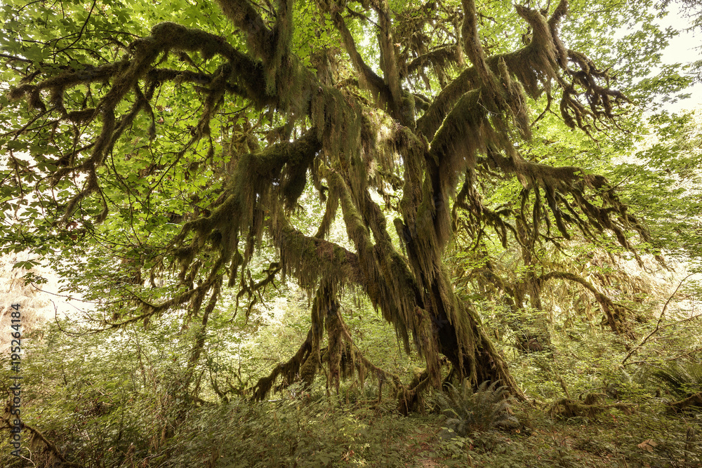 Fototapeta premium Hoh Rain Forest, Olympic National Park, Washington, USA