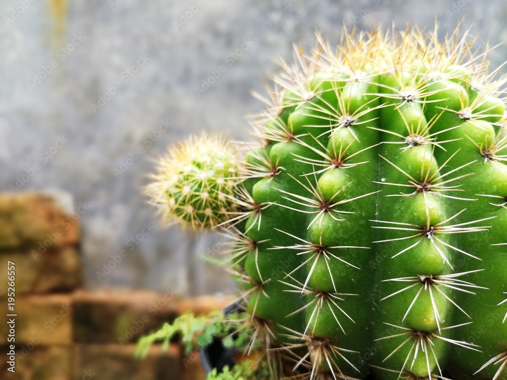 Close up of cactus on concrete and brick background with copy space Close up of cactus on concrete and brick background with copy space