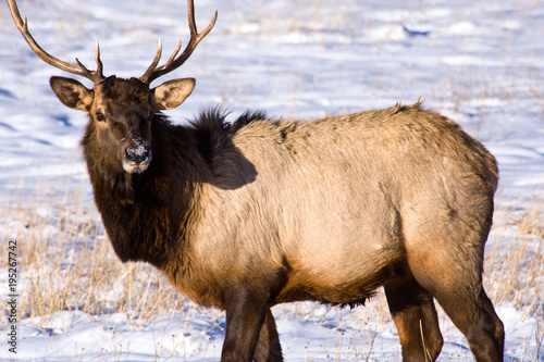 An elk in the winter listening for predators