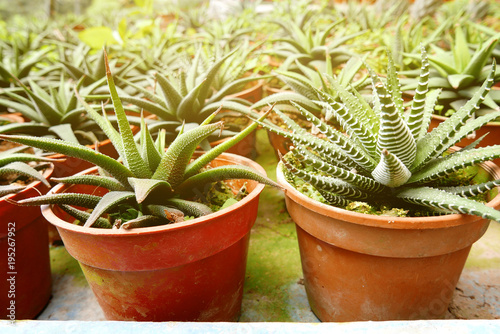 A group of cactus succulent in a pot.