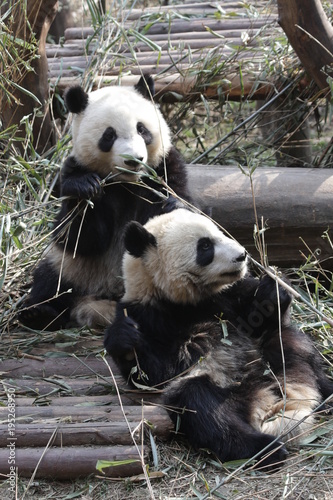 Fototapeta Naklejka Na Ścianę i Meble -  Two Giant Pandas are Eating Bamboo Leaves together, Chengdu, China