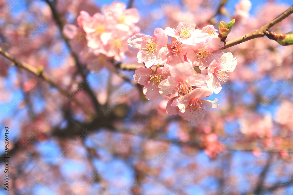 鮮やかな河津桜と青空