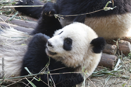 Fototapeta Naklejka Na Ścianę i Meble -  Giant Panda Eating Bamboo Leaves , Chengdu, China