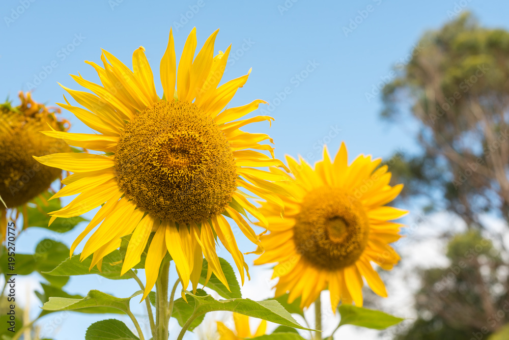 Sunflowers against blue sky (selective focus) Sunflowers against blue sky (selective focus)