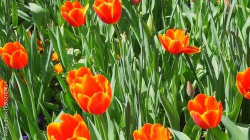 Tulips in bloom in the early Spring.