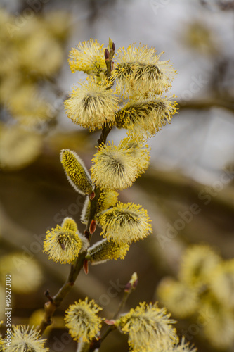 Blossoming willow twigs on a Sunny day. © zoya54