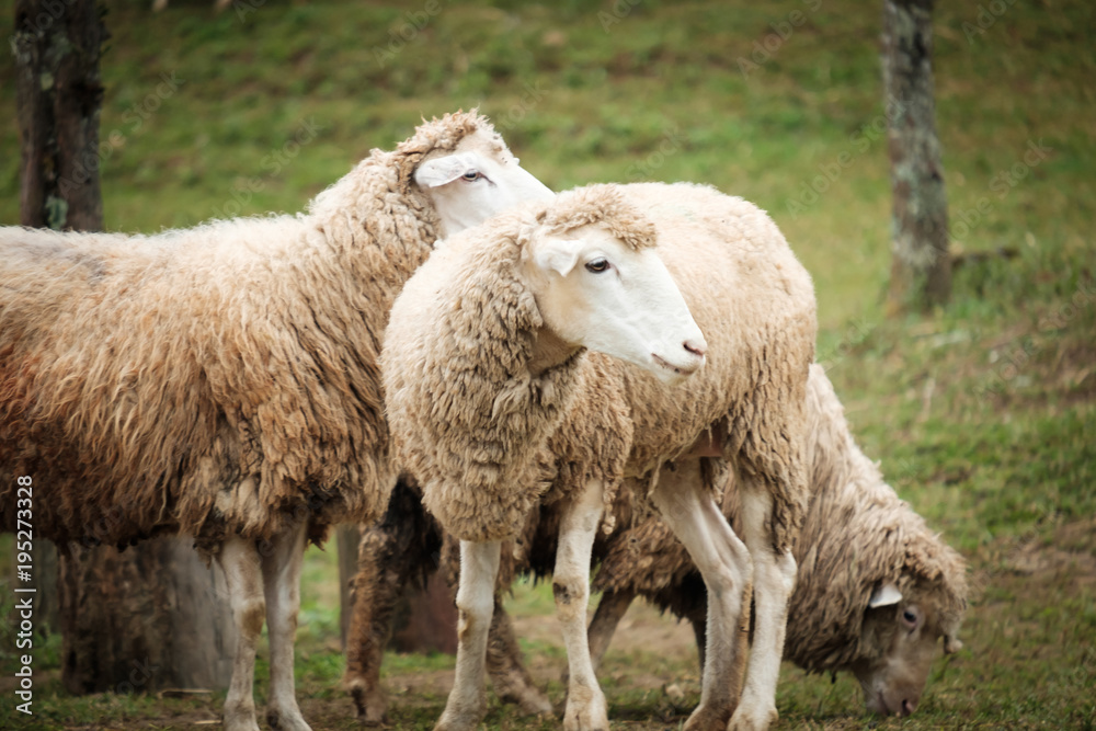 Cute funny happy sheep at outdoor garden nature field valley Cute funny happy sheep at outdoor garden nature field valley