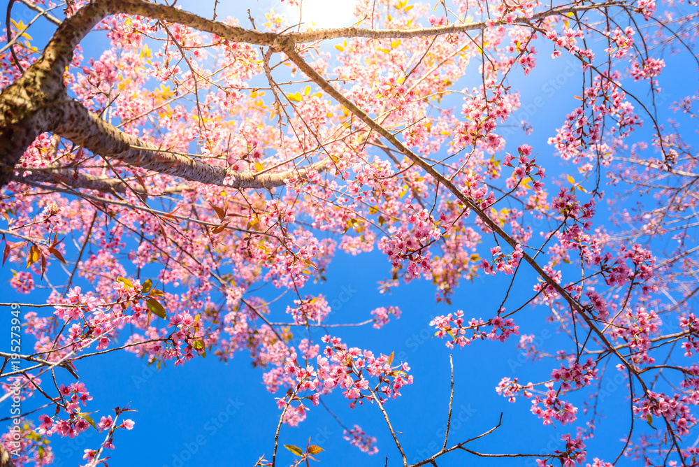 Branches of pink and white cherry blossoms on clear blue sky and clods with soft light of sunset