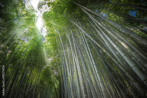 Sunlight in Arashiyama Bamboo forest, Kyoto, Japan