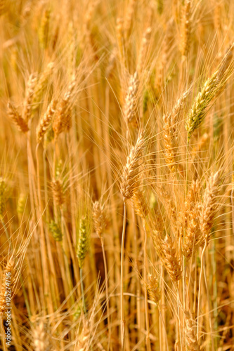 barley in field conversion test at North Thailand,rice golden color,barley for background © gexphos