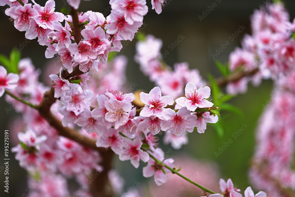 Fototapeta premium Beautiful peach blossom