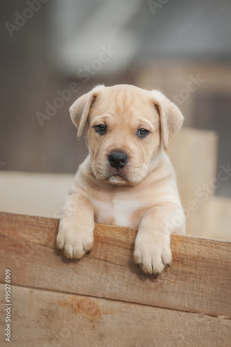 American staffordshire terrier puppy sitting in a box