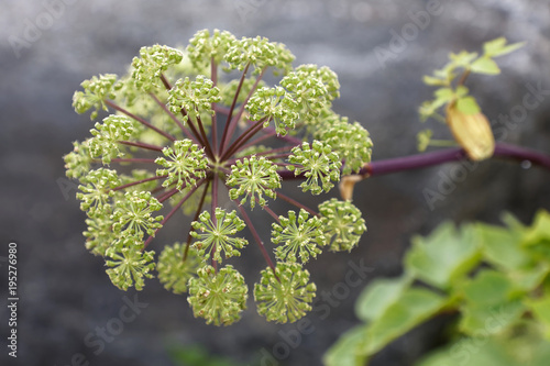 Closeup Angelica flower (latin name: Angelica archangelica)