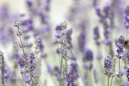 Closeup of blue lavender flower (latin name: Lavandula) and vibrant green out of focus background