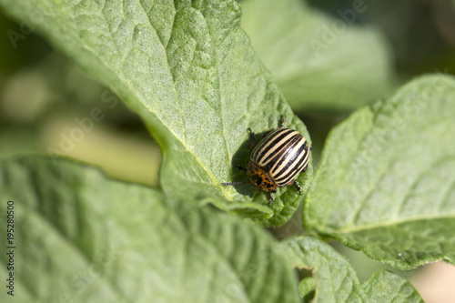 Colorado potato beetle, harvest.