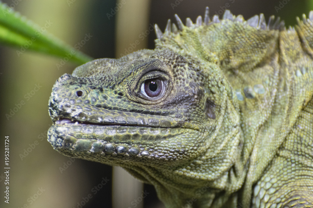 Green lizard watching the surroundings.