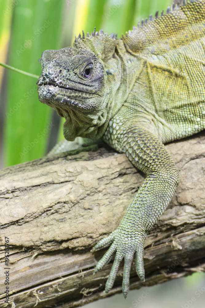 Green lizard watching the surroundings. Green lizard watching the surroundings.