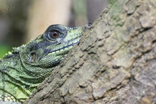 Green lizard watching the surroundings.