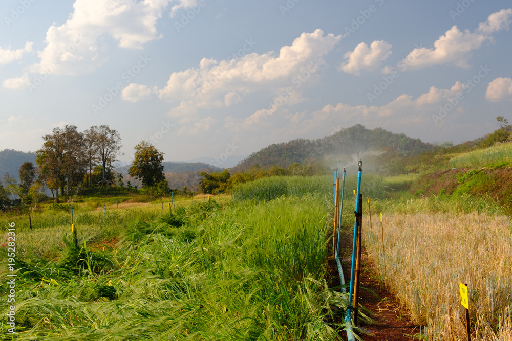 system watering in farm agricultural plants,barley in field conversion test at North Thailand,barley for background system watering in farm agricultural plants,barley in field conversion test at North Thailand,barley for background