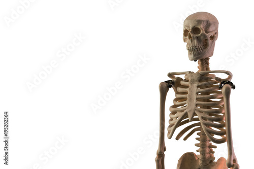 White skeleton model isolated on white background