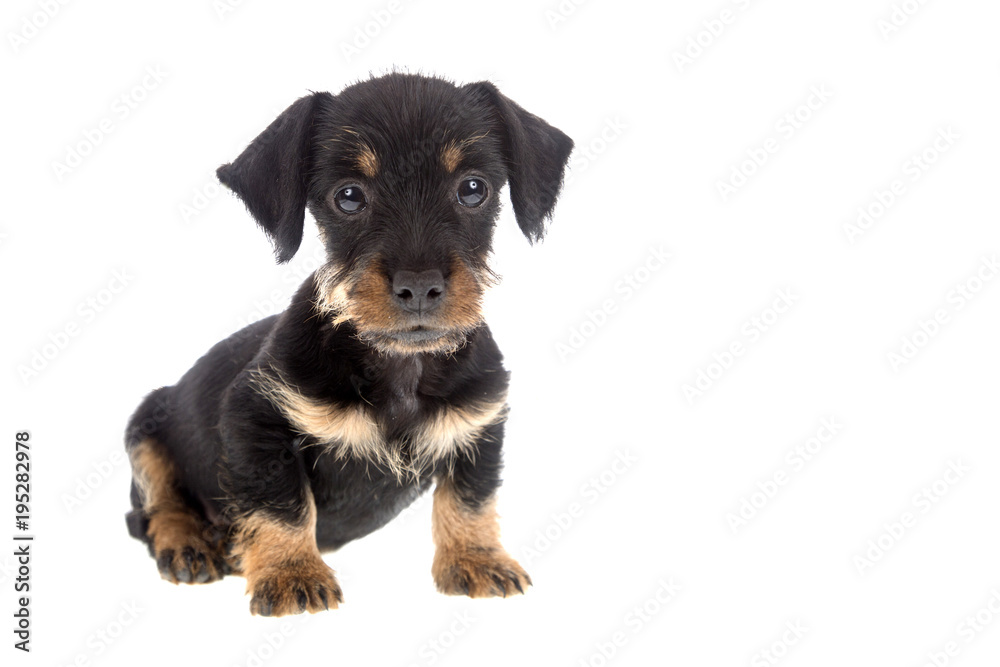 Puppy wire haired dachshund on a white background Puppy wire haired dachshund on a white background