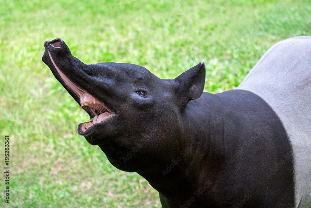 The action of the tapir in the zoo. The action of the tapir in the zoo.