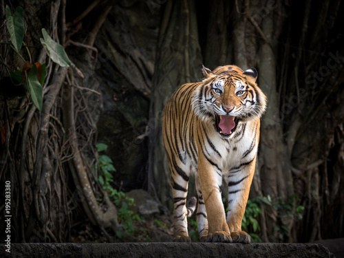 Tela Sumatran tiger standing in a forest atmosphere.