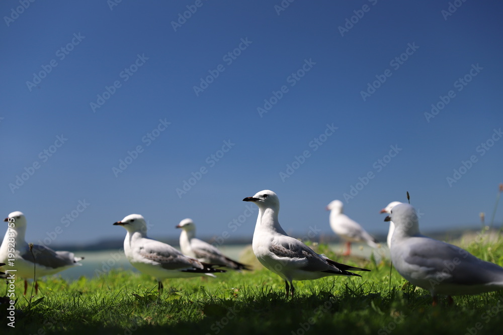 Obraz premium Seagulls