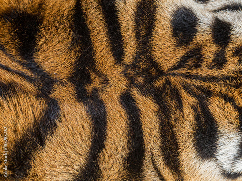 Patterned surfaces of the tiger.