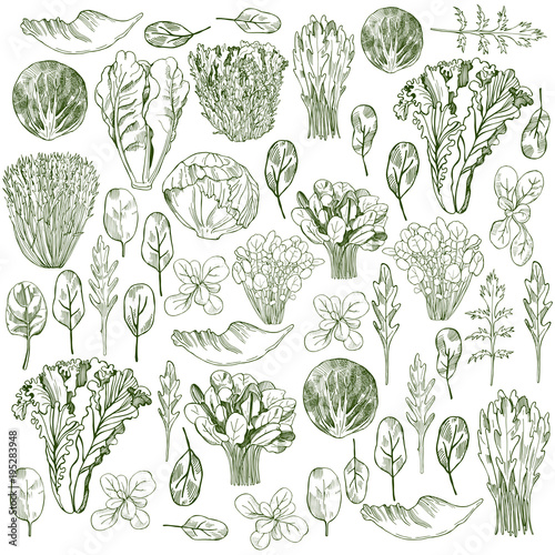 Hand drawn different kinds of lettuce on white background.