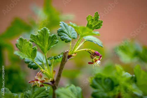 Blume Stachel Beere rosa Baum Busch Bluete im Garten Frueh Jahr Lenz photo