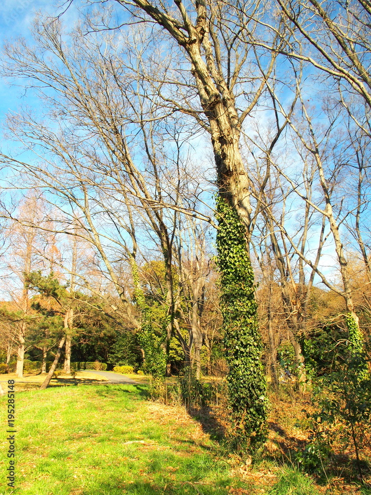 公園の若草と枯れ木風景