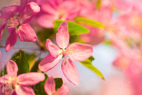 Beautiful japan cherry tree branch full of pink flower