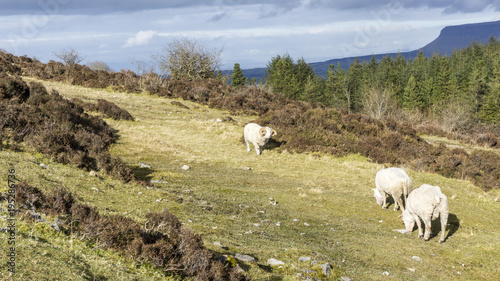 Group of sheep in Ireland