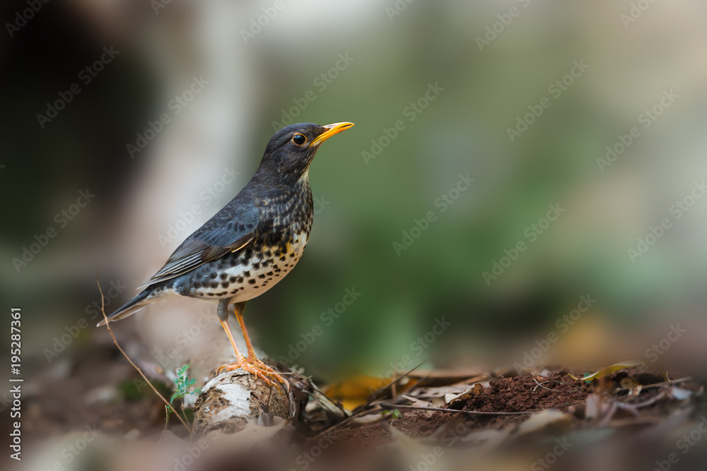 Japanese thrush habitat.Rare migratory bird thrush standing on ground earth looking for worm at northeastern Thailand. Japanese thrush habitat.Rare migratory bird thrush standing on ground earth looking for worm at northeastern Thailand.