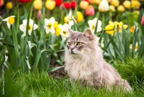 Street cat in the spring garden. Gray fluffy cat sits in flowers. Cat in the flowerbed. Copy space. Spring time.