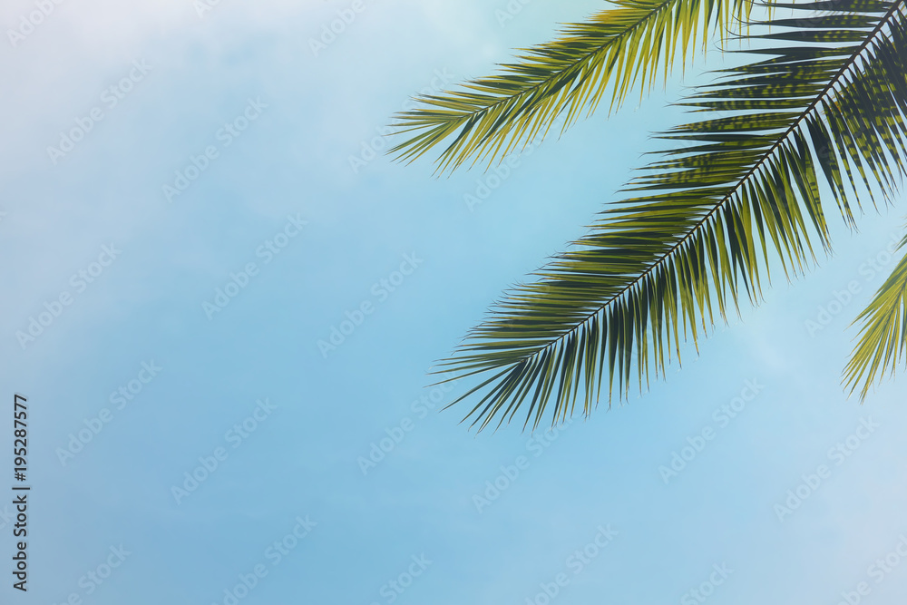 Palm trees against blue sky. travel, summer, vacation and tropical beach concept.