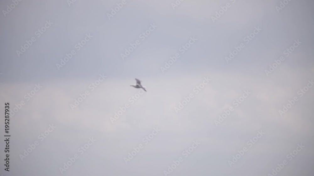 Seagull flying over the sea with the cargo ship Seagull flying over the sea with the cargo ship